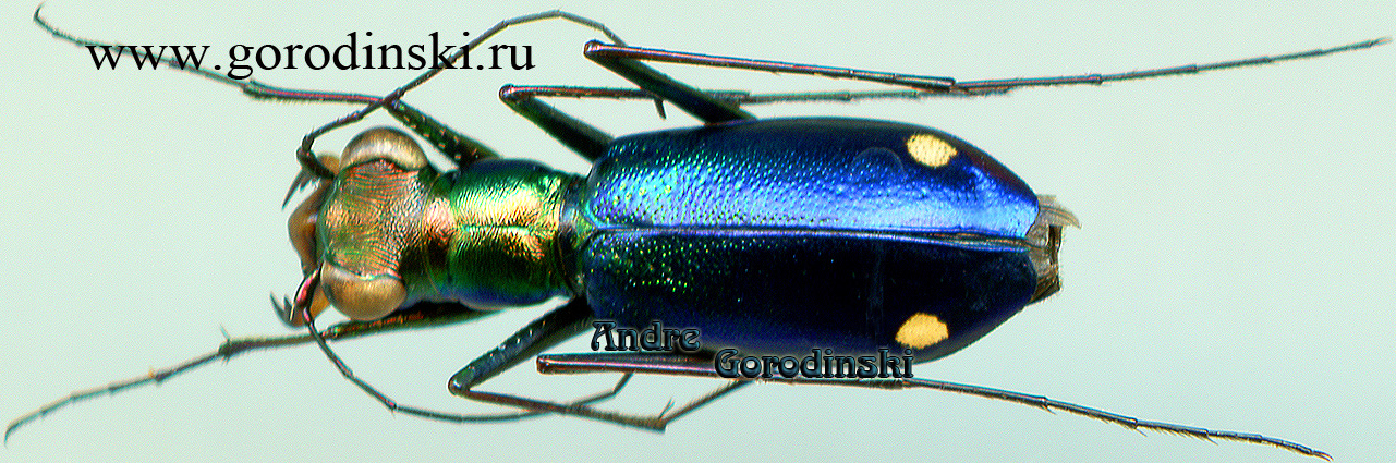 http://www.gorodinski.ru/cicindela/Cylindera lautissima.jpg